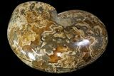 Honey-Orange Ammonite (Argonauticeras) - Befandriana, Madagascar #113122-2